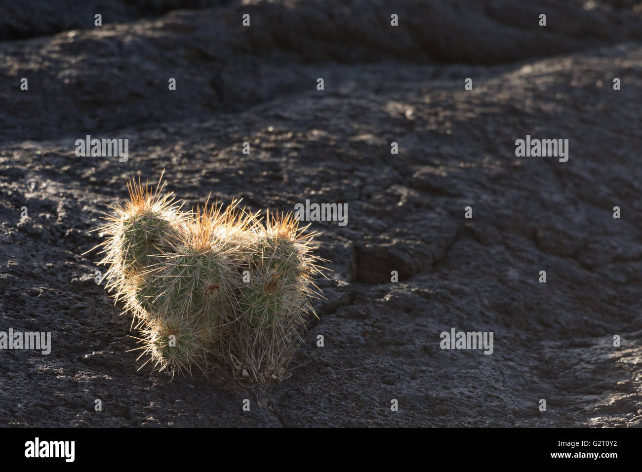 Hedgehog Cactus Echinocereus Sp Valley Of Fires Recreation Area Stock Photo Alamy