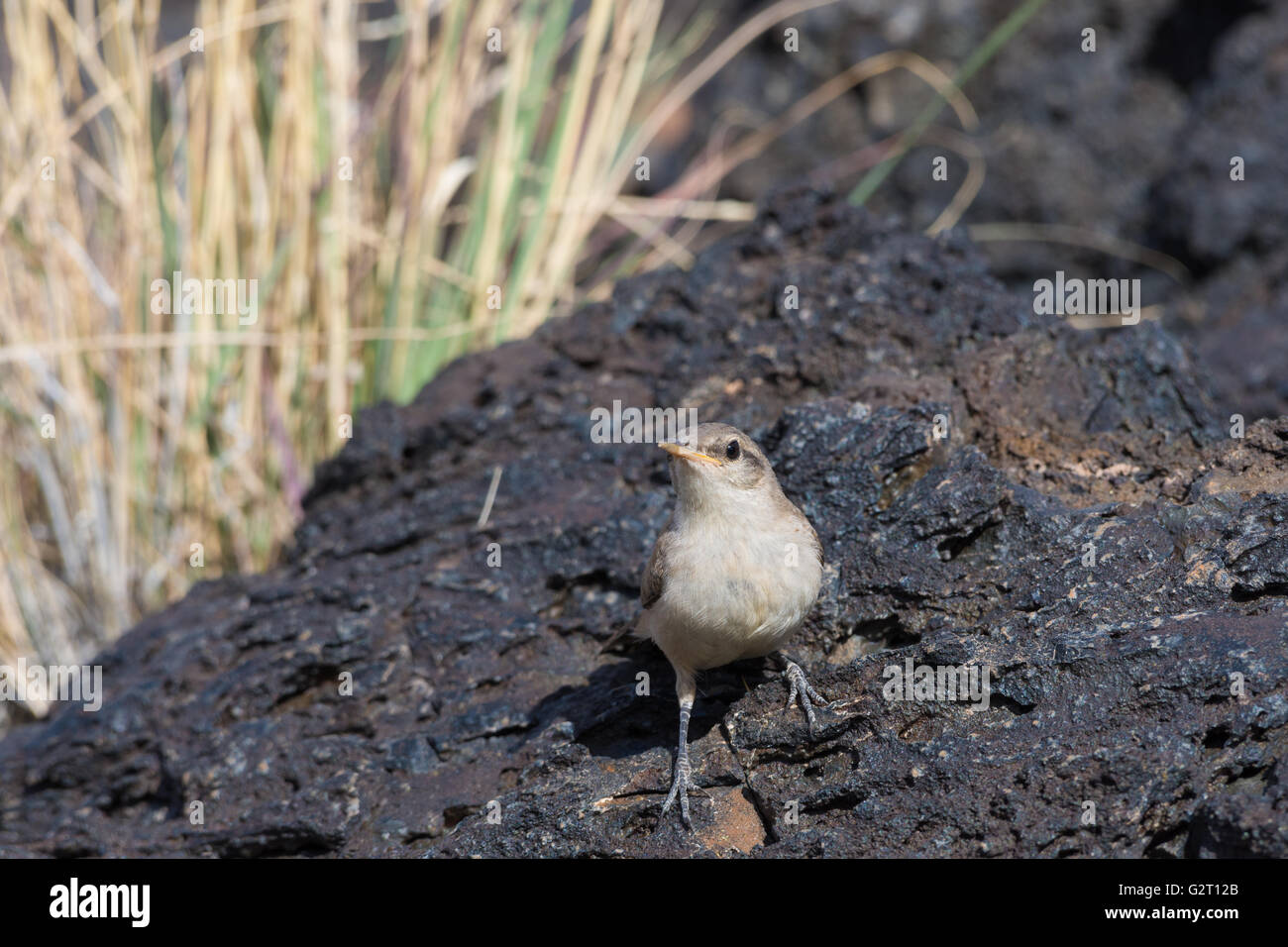 Rock Wren, (Salpinctes obsoletus), Valley of Fires Recreation Area, New Mexico, USA. Stock Photo
