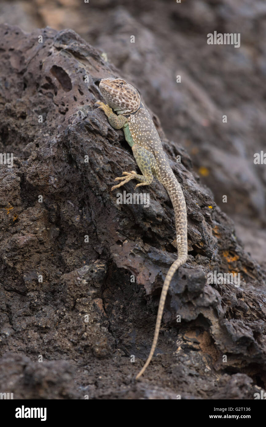 Eastern Collared lizard, (Crotaphytus collaris), Valley of Fires