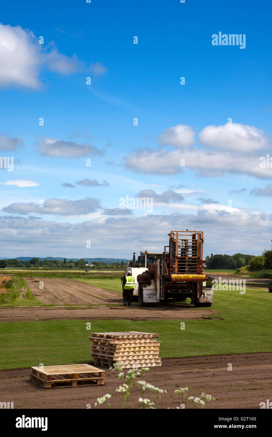 Turf cut and roll harvest machinery in Burscough, Lancashire, UK Stock Photo