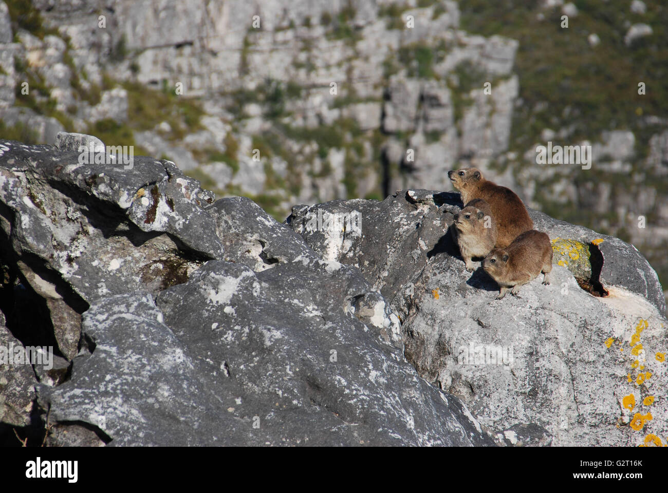 Rock hyraxes basking in the sun, Table Mountain, Cape Town Stock Photo
