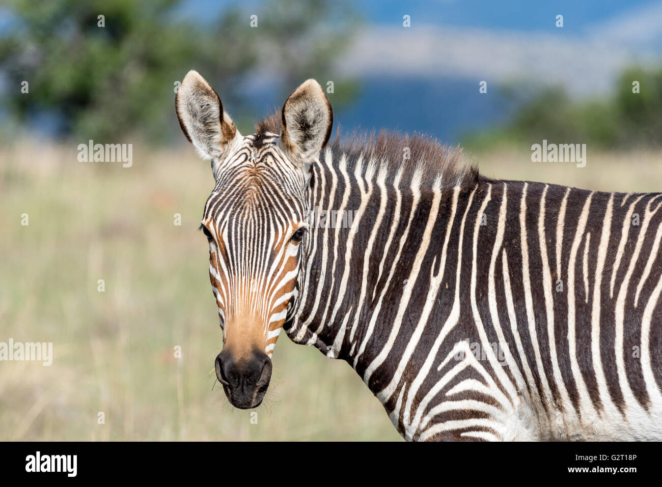 A mountain zebra, Equus zebra zebra, looking towards the camera near Cradock in South Africa Stock Photo