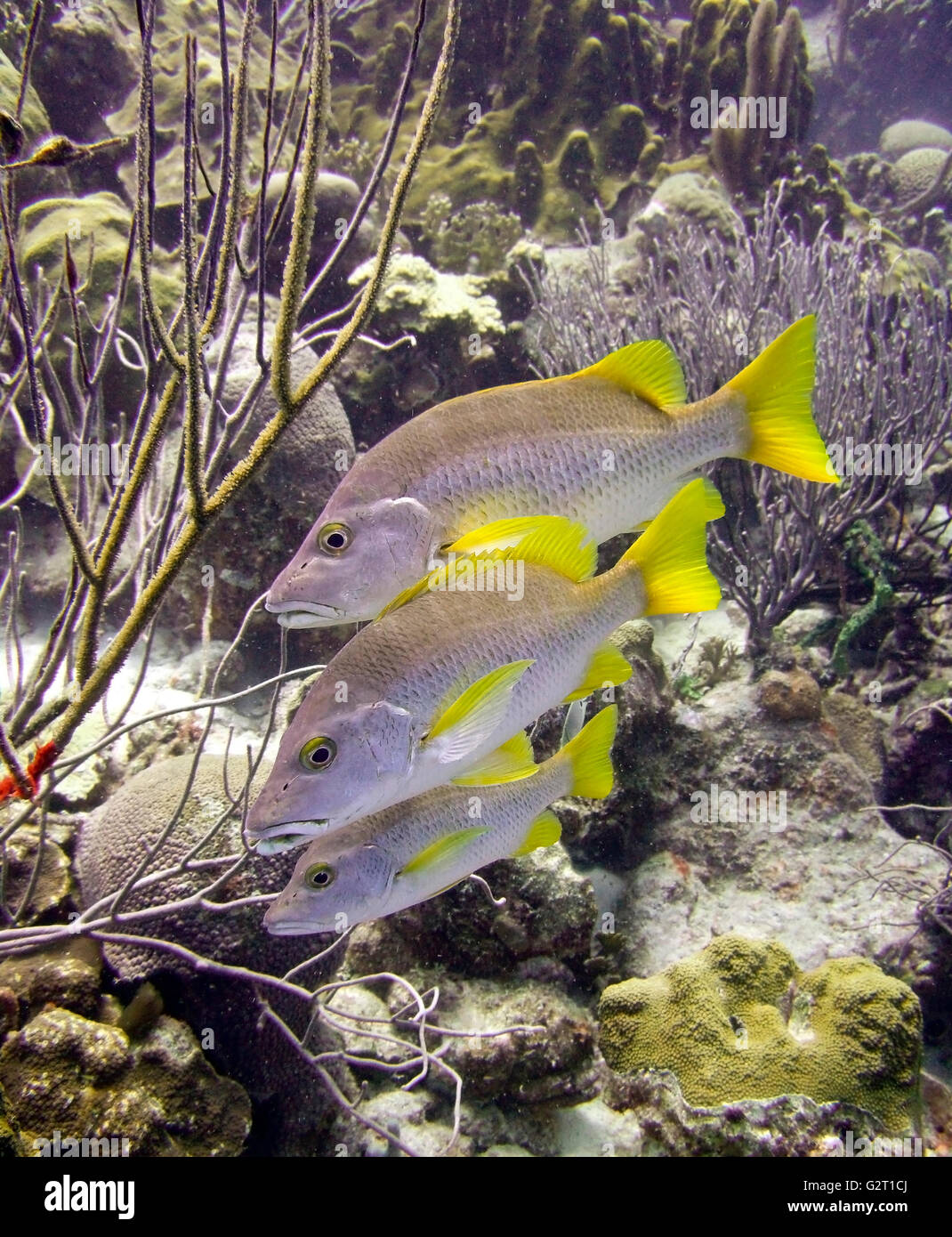 schoolmaster fish underwater on a tropical reef Stock Photo - Alamy