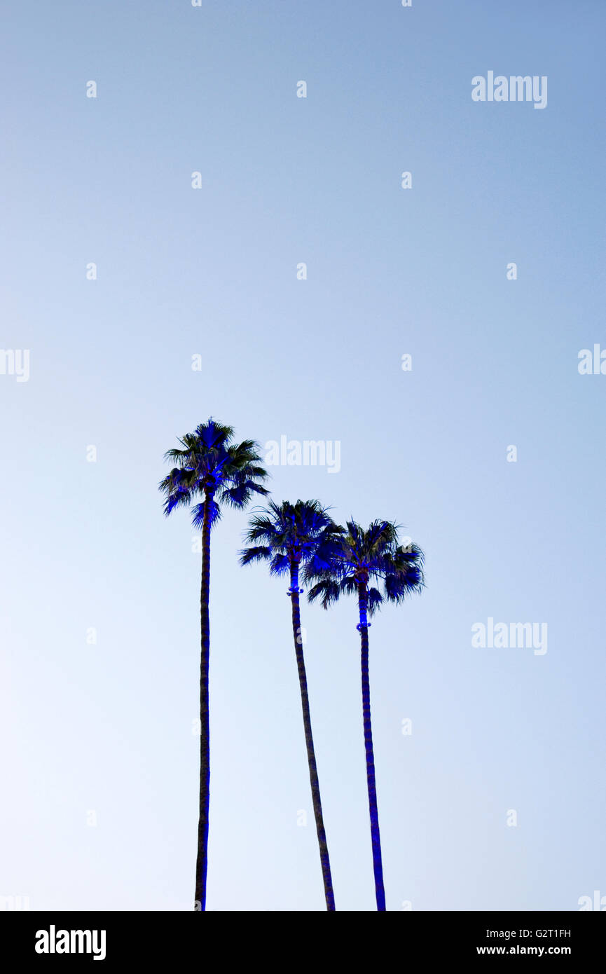 Lit palm trees at dusk in Los Angeles Stock Photo