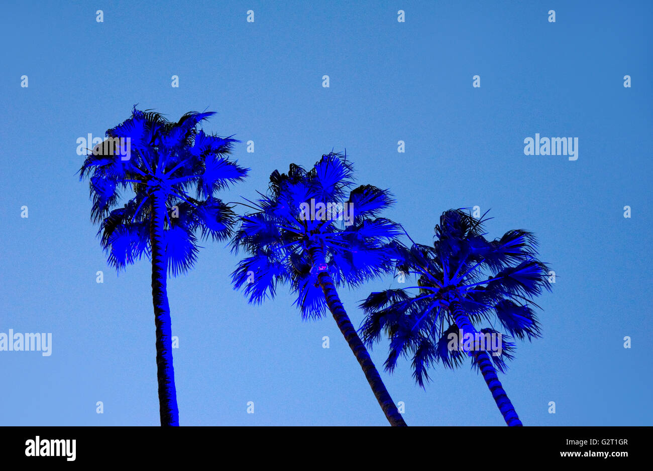 Lit palm trees at dusk in Los Angeles Stock Photo