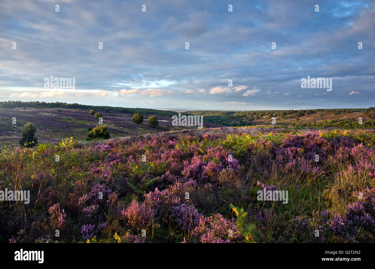 Footpaths widing through Cannock Chase Area of Outstanding Natural Beauty with Heather in bloom across the Heathland Stock Photo