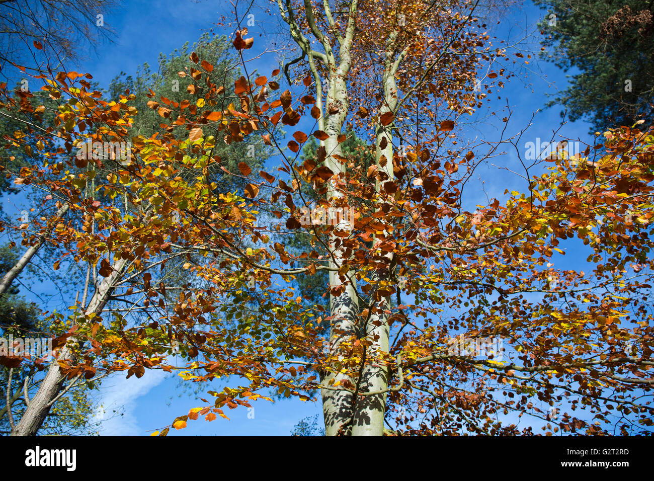 Stunning autumnal hues and tints from the Beech tree set aginst a vivid blue sky in autumn Cannock Chase Stock Photo