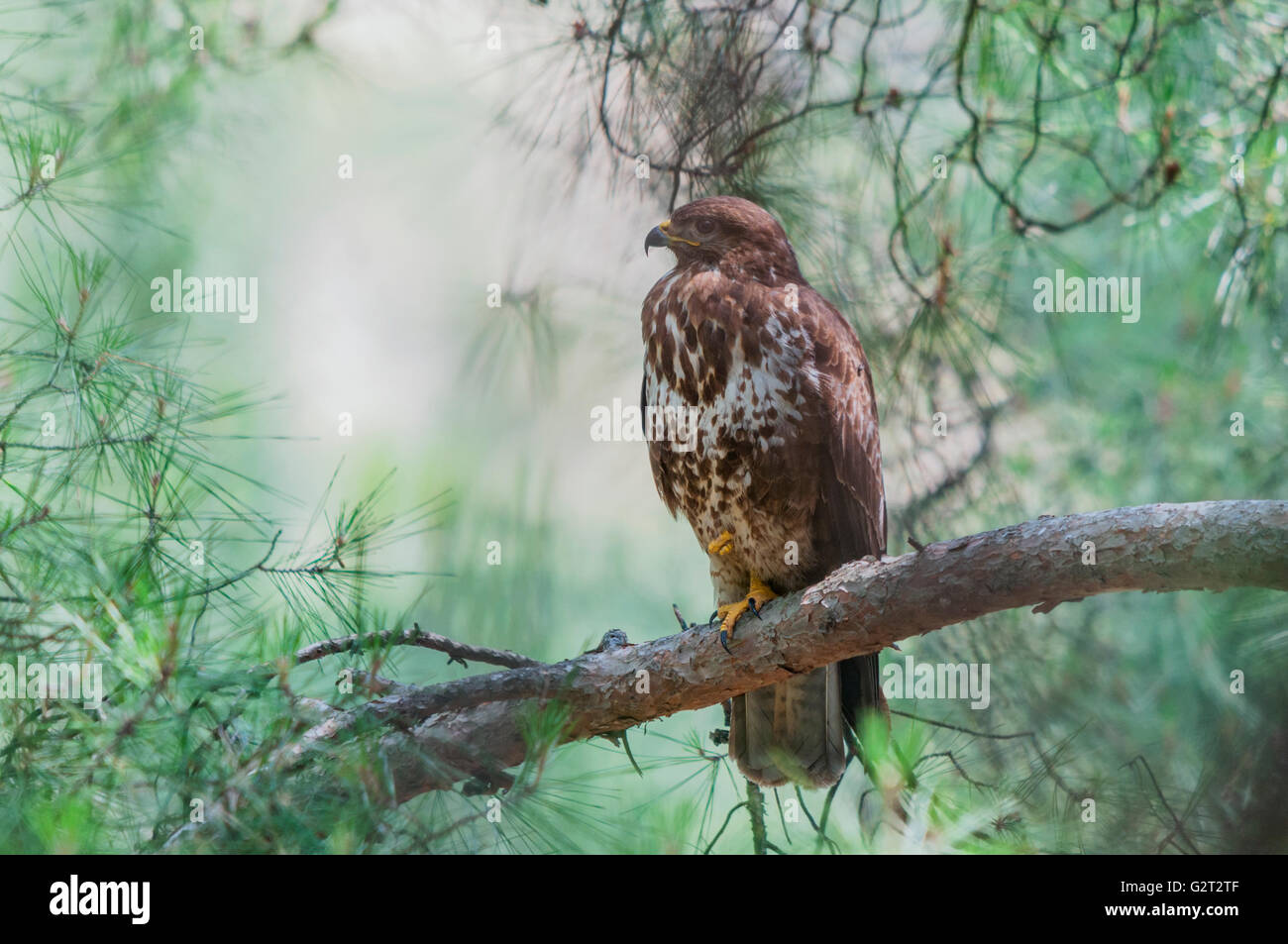 A common buzzard (Buteo buteo) sitting on a pine's branch on one leg Stock Photo