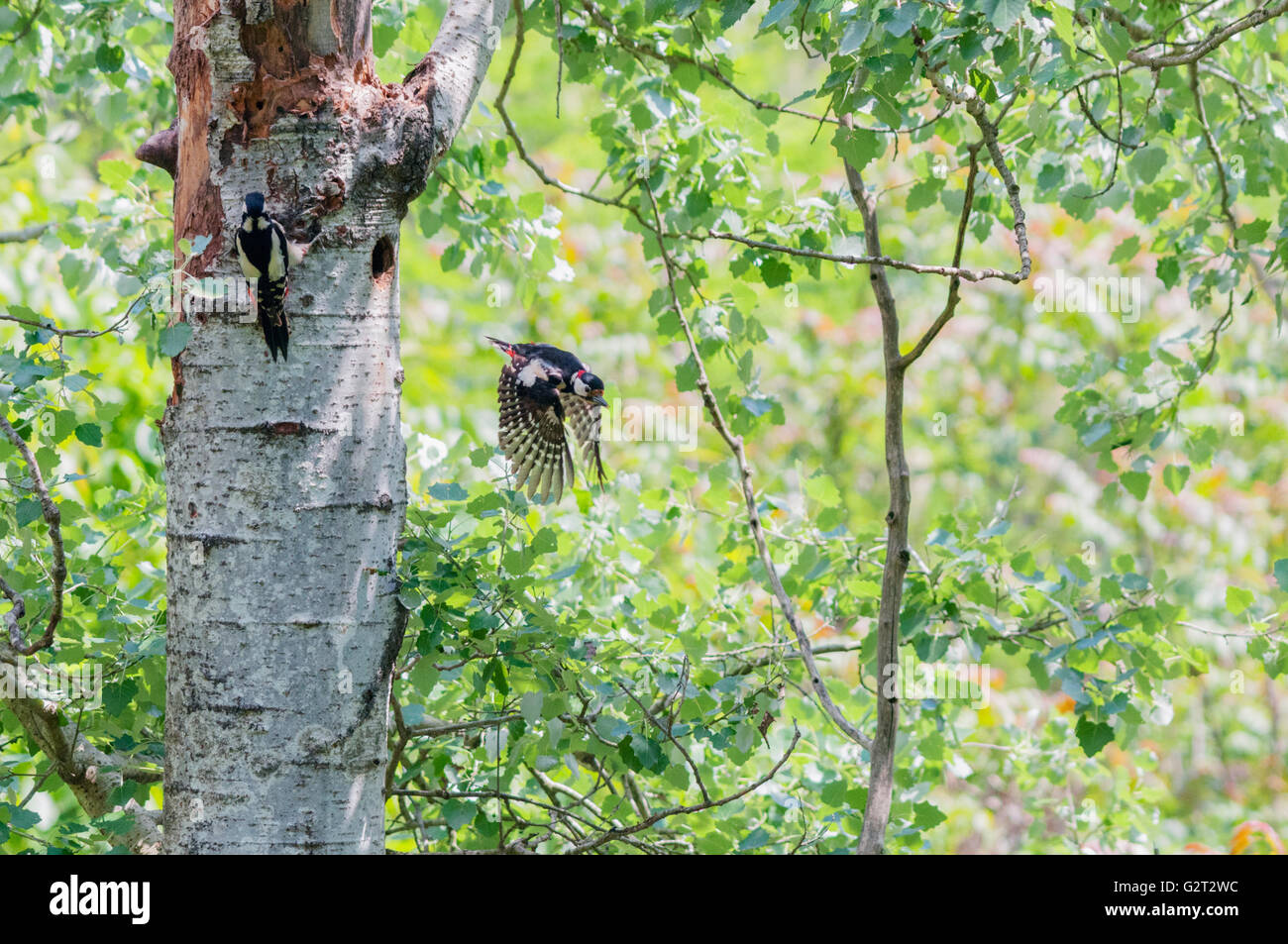 Pair of great spotted woodpeckers at their nest. The male flies off and leaves from the hole while the female waits to enter. Stock Photo