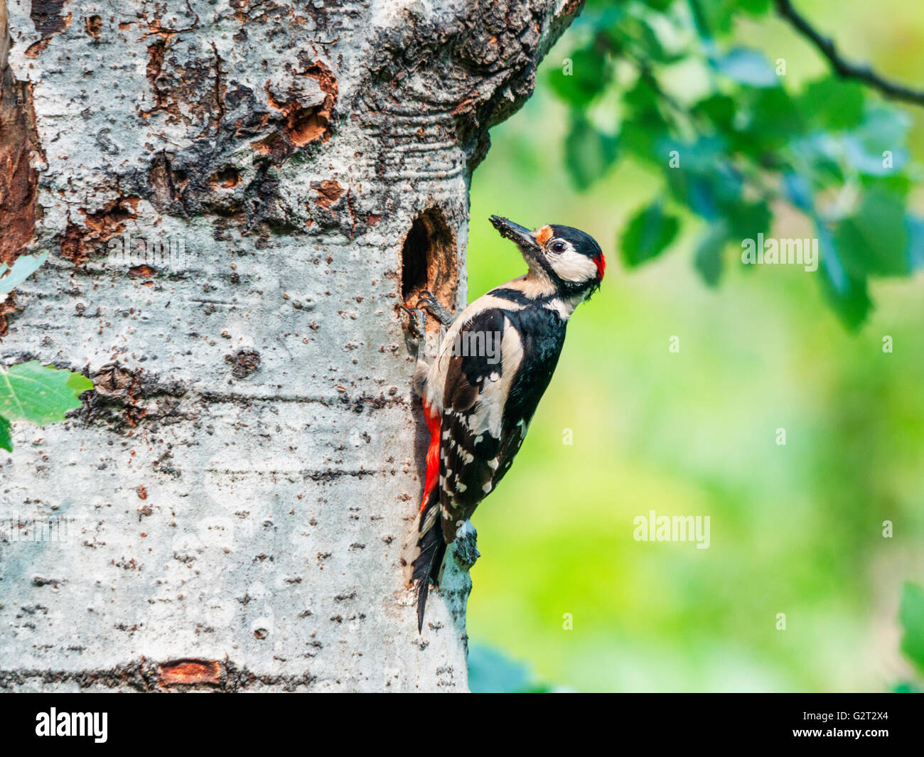 A male great spotted woodpecker (Dendrocopos major) at the entrance of the nest with food in its mouth for the chicks. Stock Photo