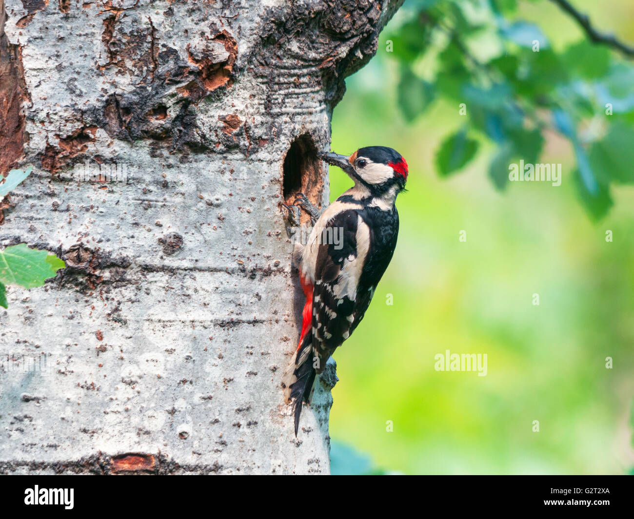 A male great spotted woodpecker (Dendrocopos major) with food in its mouth for the chicks standing at the entrance of its nest Stock Photo