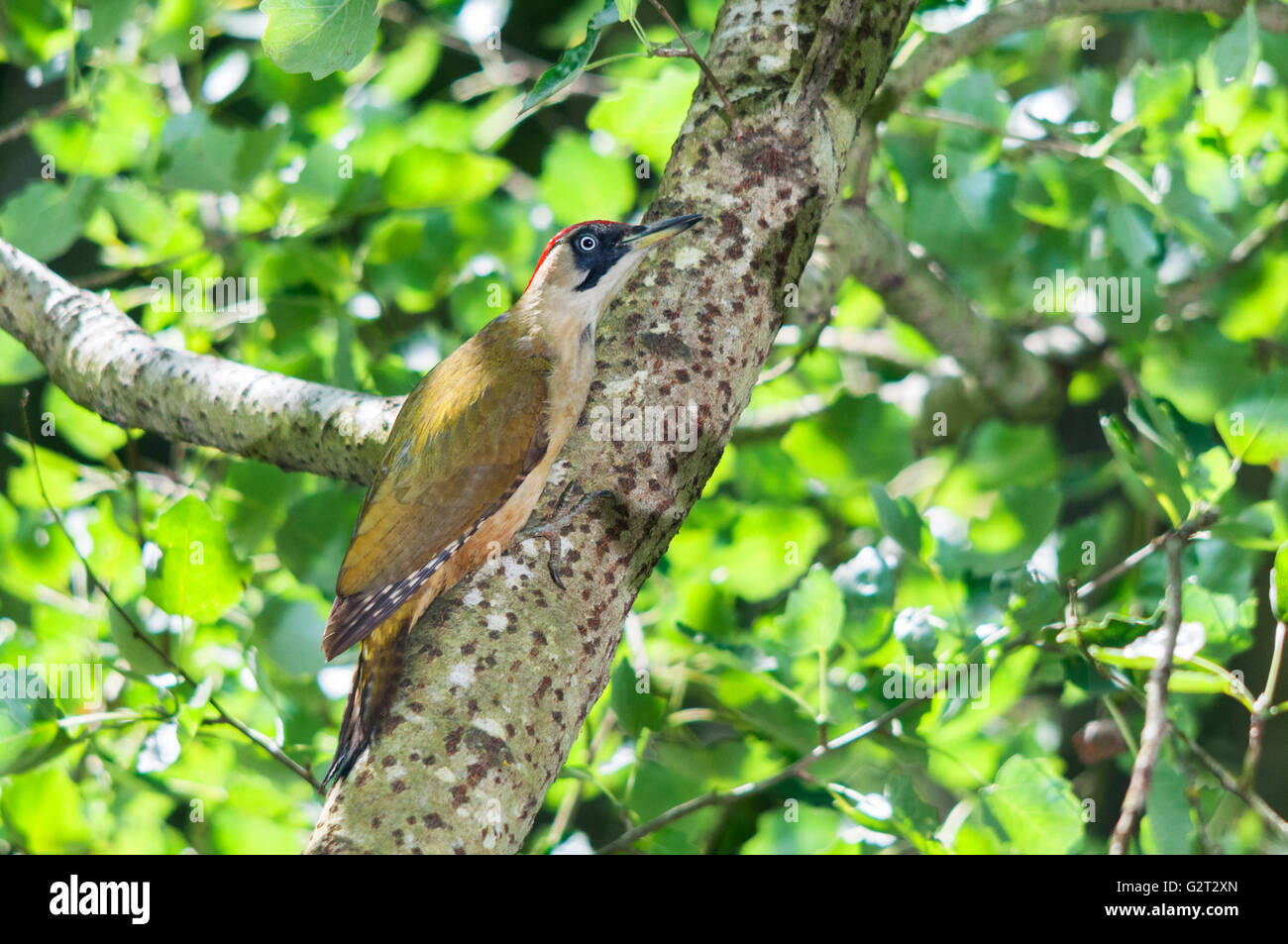 Feathers green woodpecker hires stock photography and images Alamy
