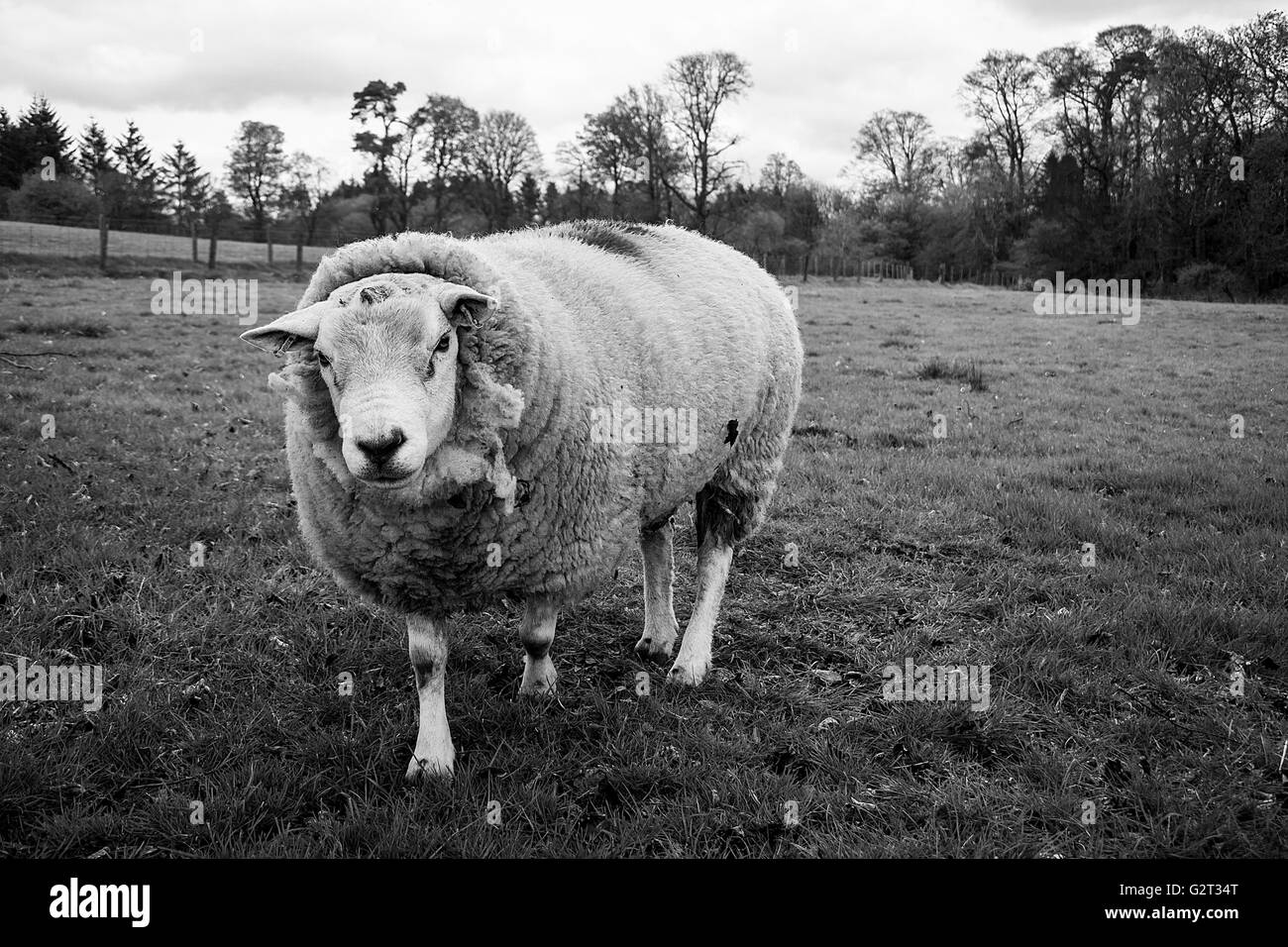 The Walking Sheep Stock Photo