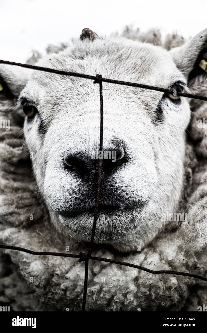 Jailed Sheep Stock Photo