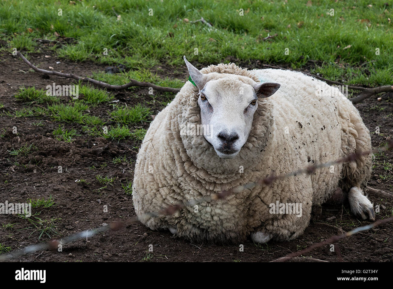 Sitting Sheep Stock Photo