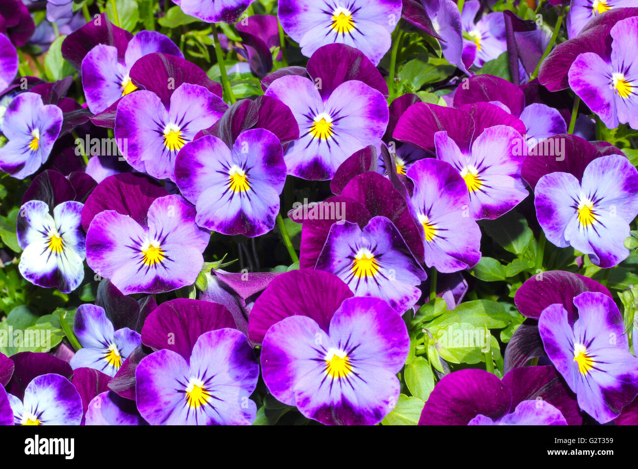 purple summer pansy flowers Stock Photo