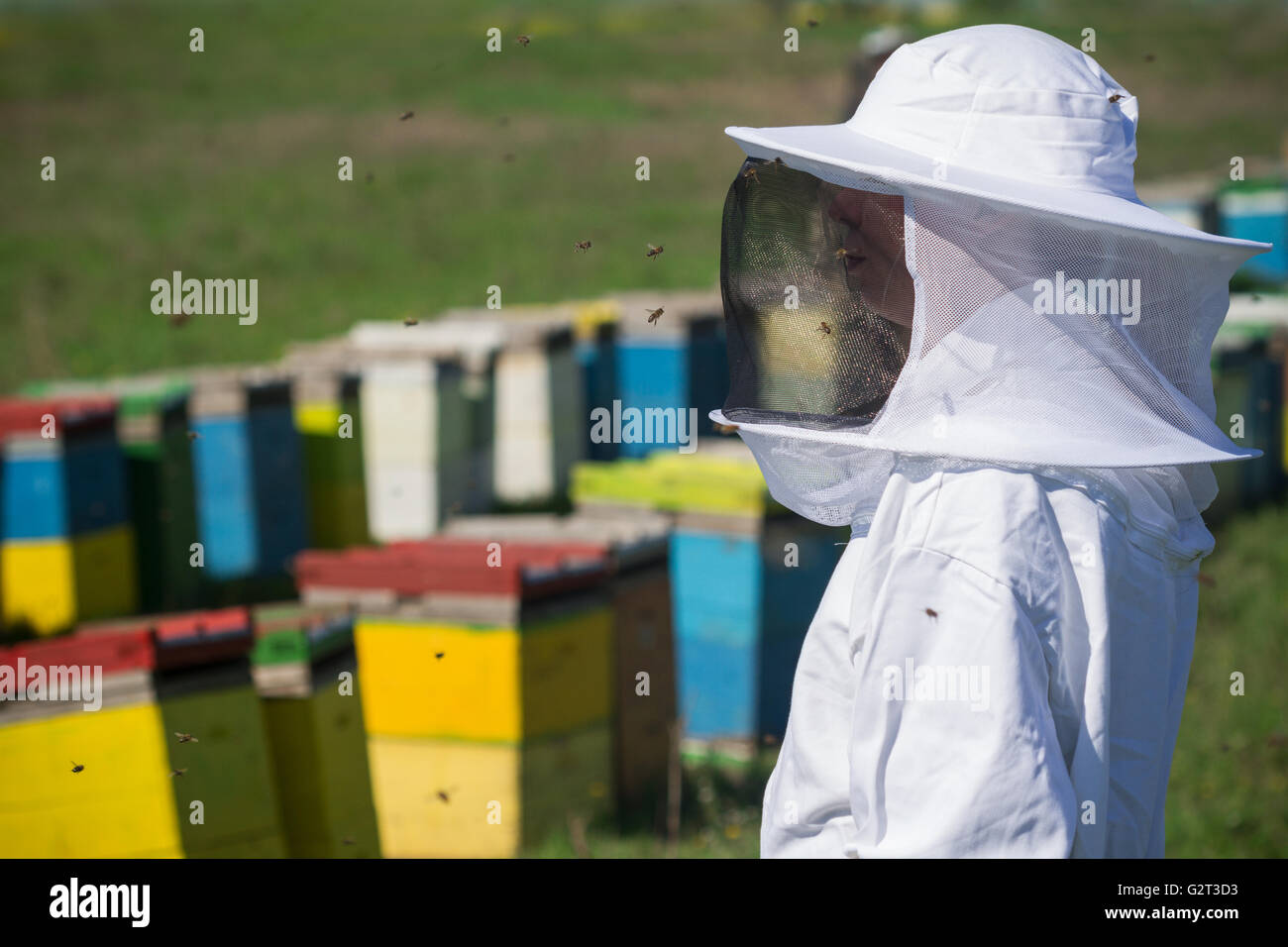 Horizontal close up of a beekeeper in white protection suit watching over his bee hives on a green field Stock Photo