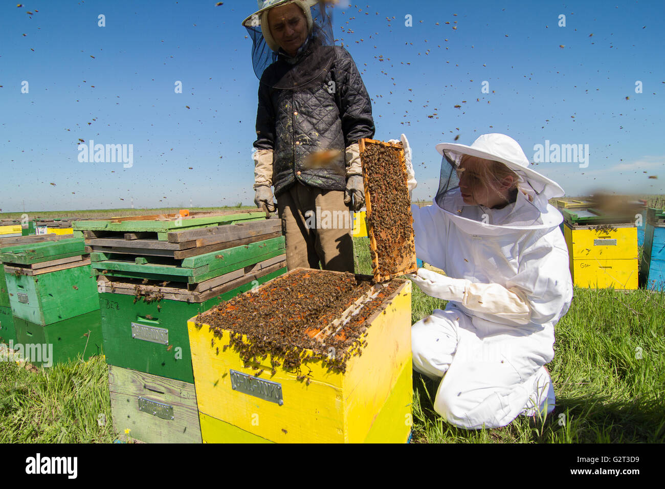 Как достают соты. Пчеловод модель. Пчеловод достает соты из улья. Пчеловод достает мед. Вынимают соты из улья.