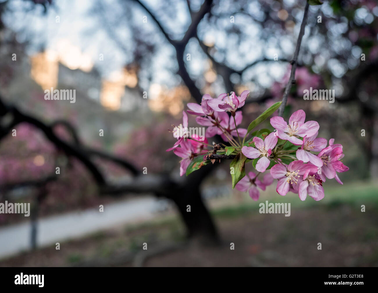 Central Park, New York City in early spring with flowers and trees in ...