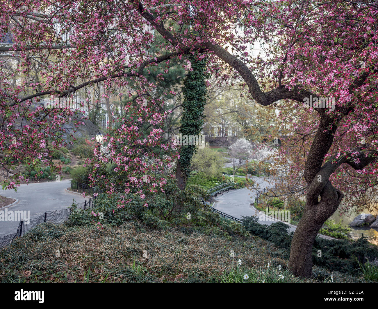 Central Park, New York City in early spring with flowers and trees in ...