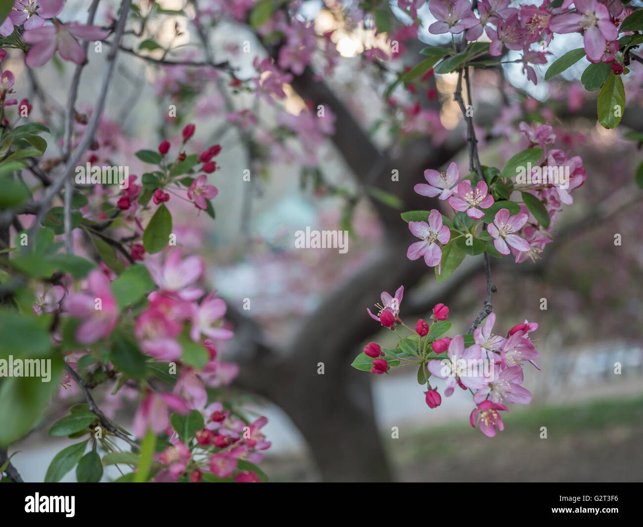 Central Park, New York City in early spring with flowers and trees in ...