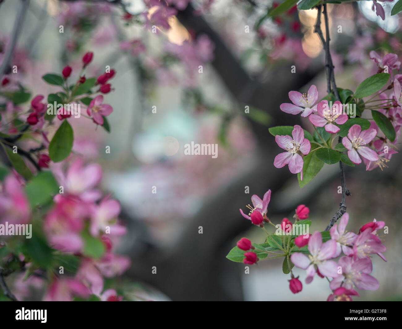 Central Park, New York City in early spring with flowers and trees in ...