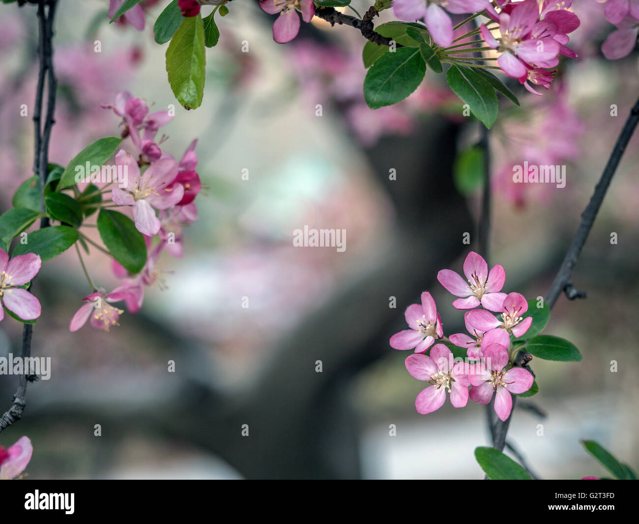 Central Park, New York City in early spring with flowers and trees in ...