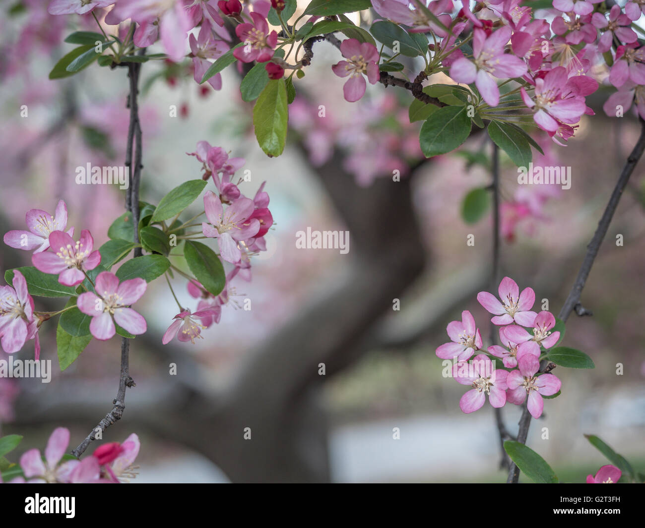 Crab apple trees in bloom hi-res stock photography and images - Alamy