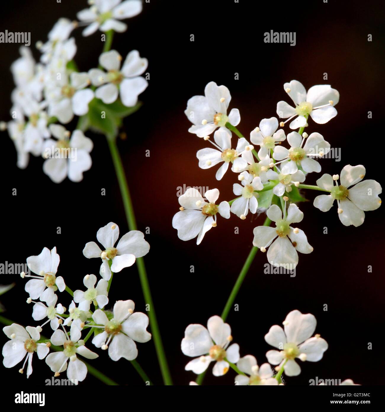 Flowers of Cow Parsley (Anthriscus sylvestris Stock Photo Alamy