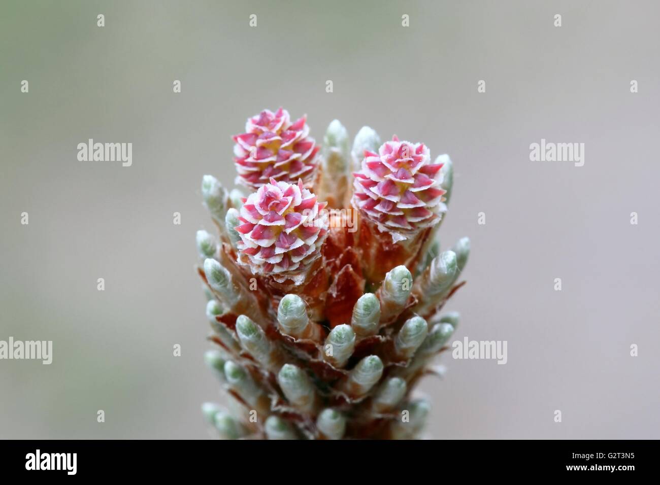 Flowering mountain pine (Pinus mugo) Stock Photo