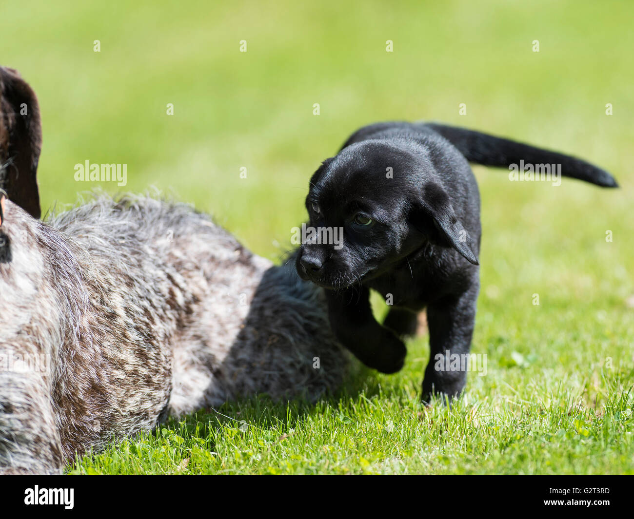 An Adult German Wirehair Pointer And A Black Lab Puppy Stock Photo