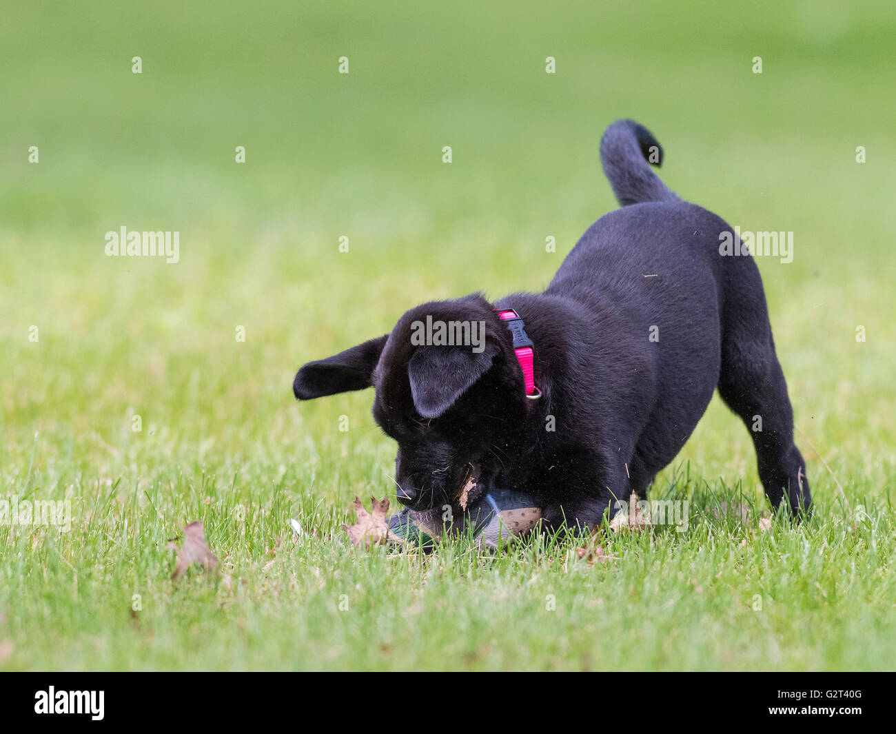 A Black lab puppy with a training bumper Stock Photo Alamy