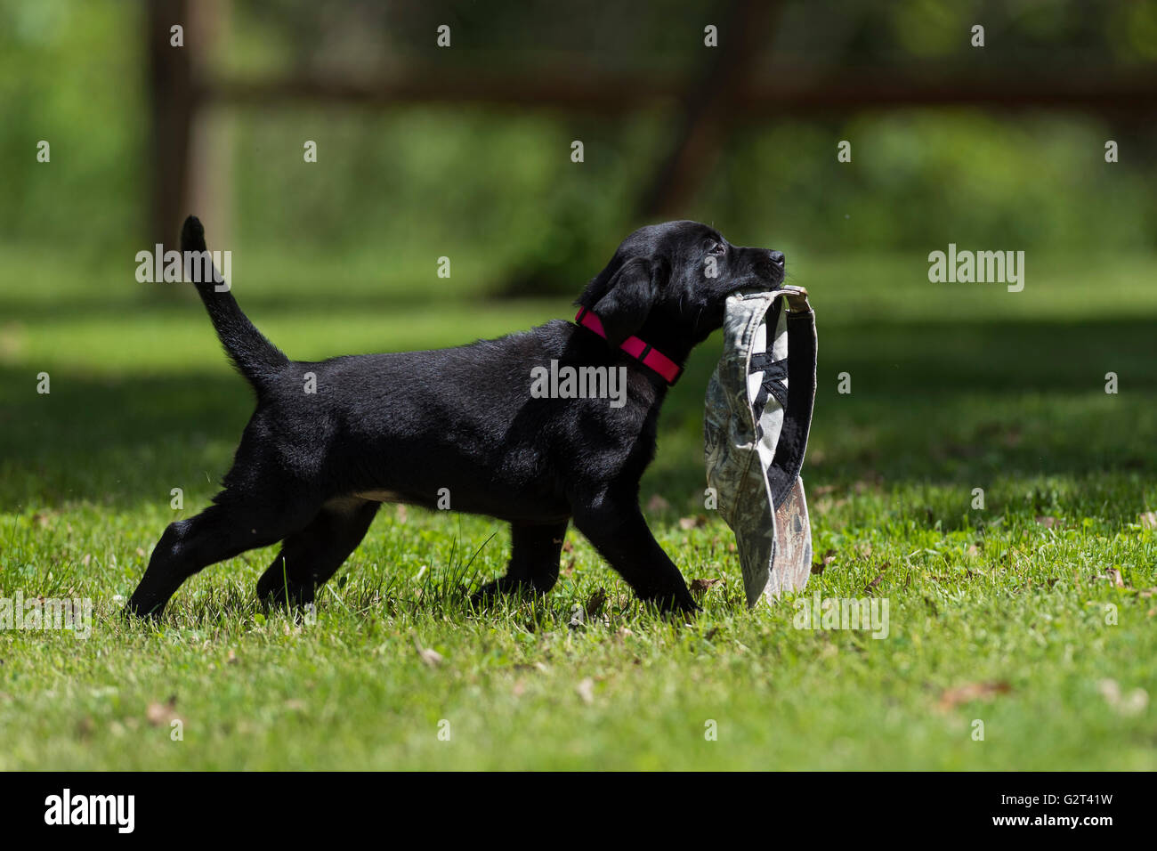 A Black lab puppy with a training bumper Stock Photo Alamy