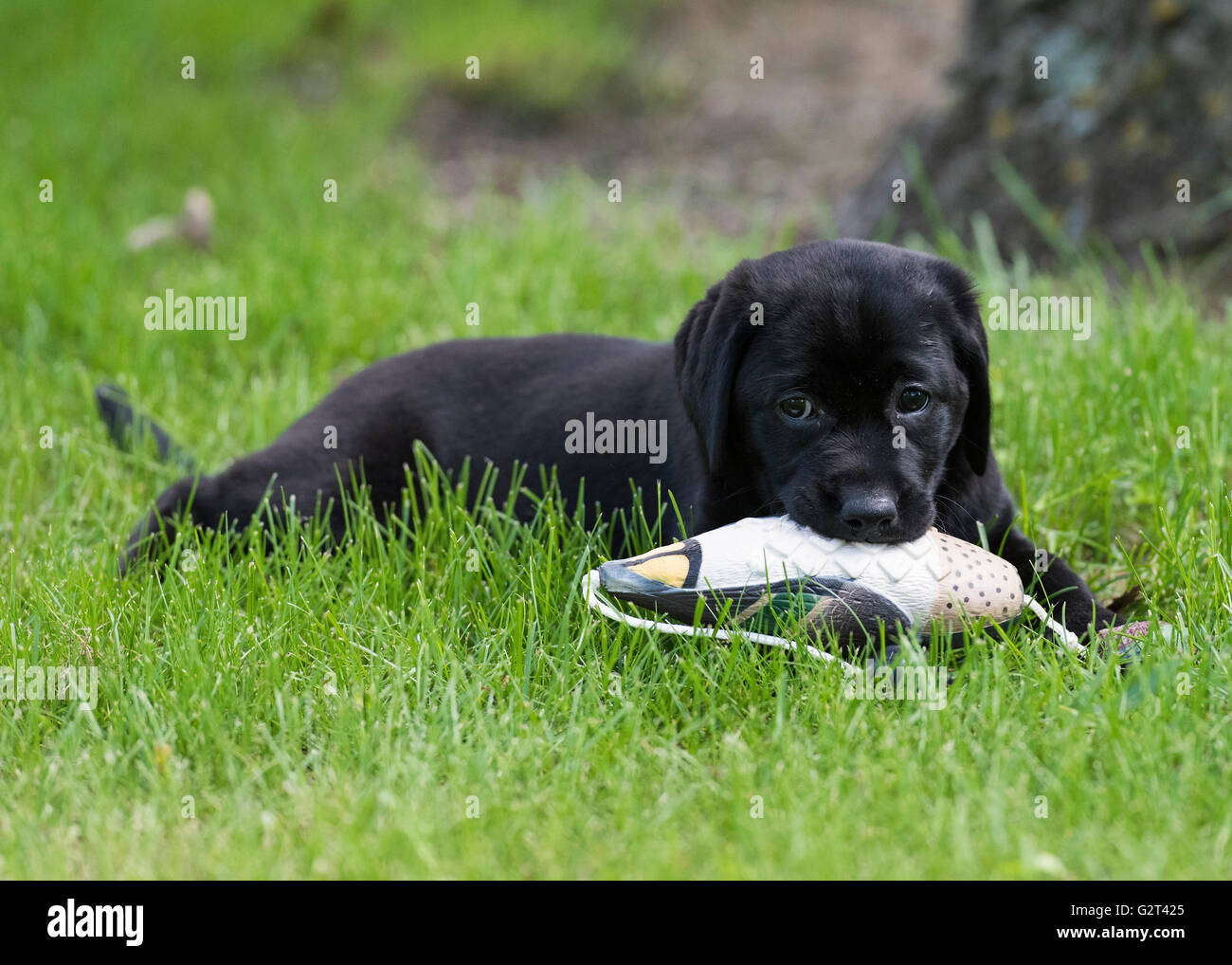 A Black Lab puppy retrieving a training dummy Stock Photo Alamy