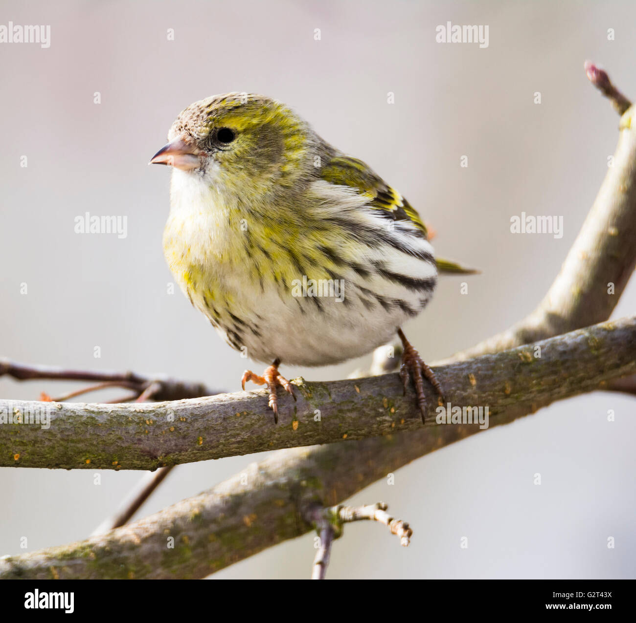 Female black-headed goldfinch (Carduelis spinus) sitting on the branch of a tree Stock Photo