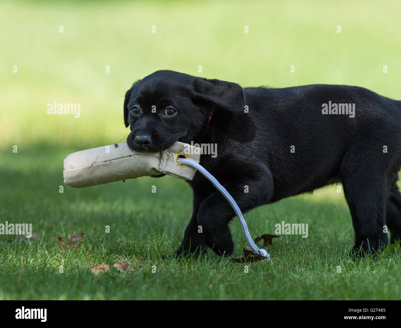 A Black Labrador Retriever retrieving a training bumper Stock Photo Alamy