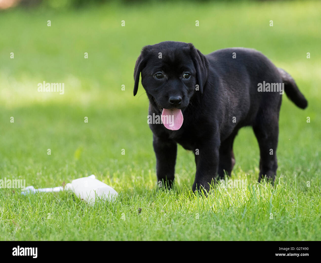 A Black Labrador Retriever retrieving a training bumper Stock Photo Alamy