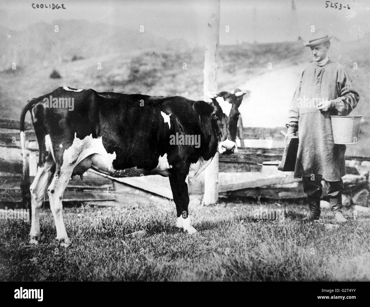 President Calvin Coolidge preparing to milk a cow. Stock Photo