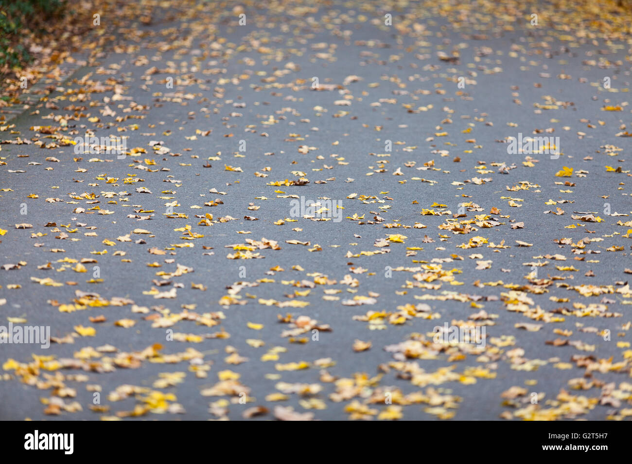 background of fallen leaves on the asphalt Stock Photo