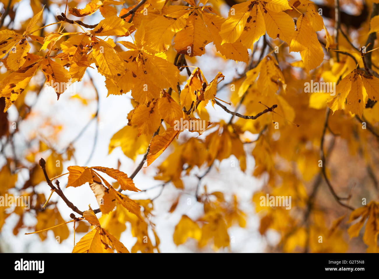 Golden autumn leaves Stock Photo - Alamy