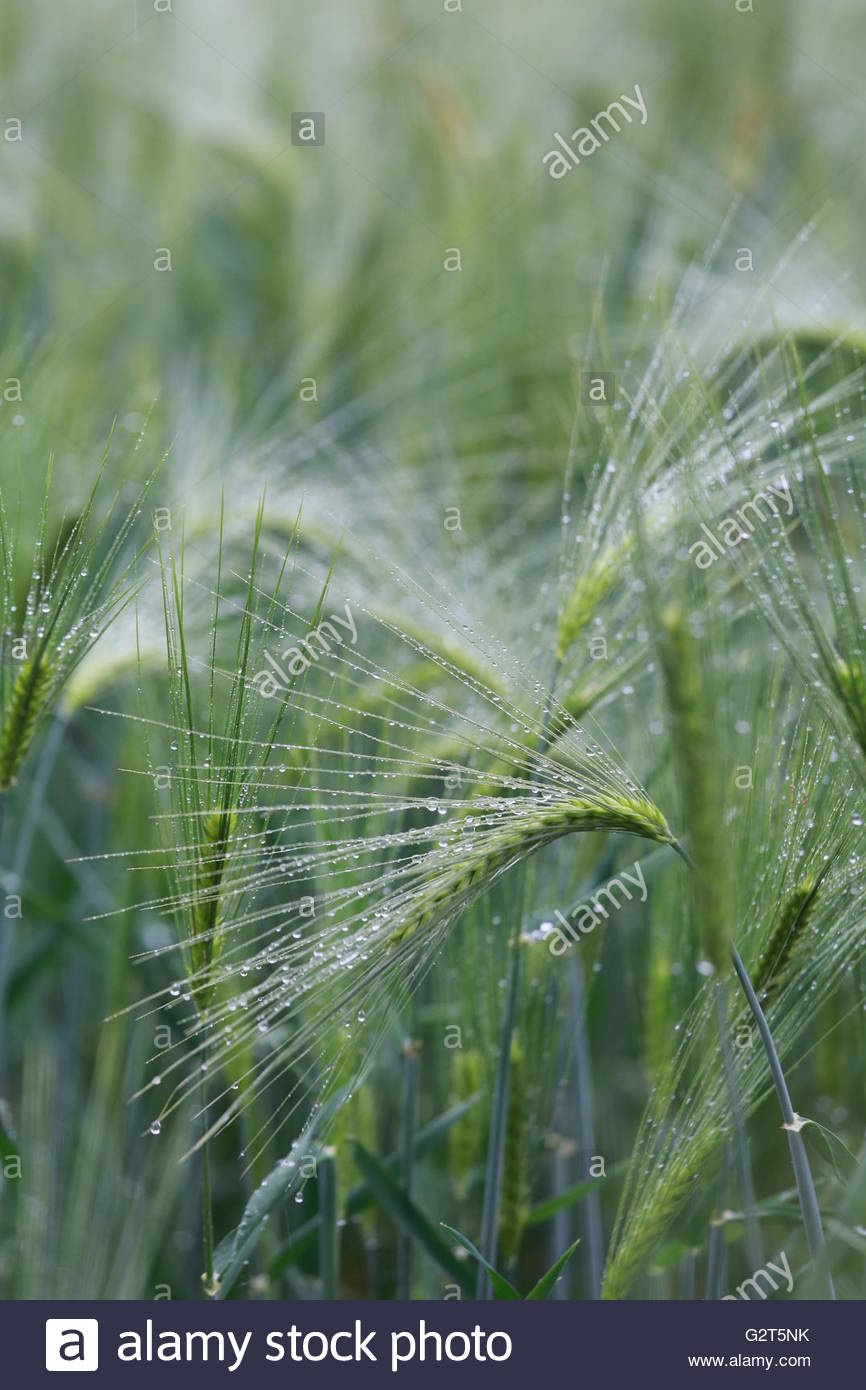 Waterdrops glisten in a ripening cornfield in Bavaria, Germany. Stock Photo