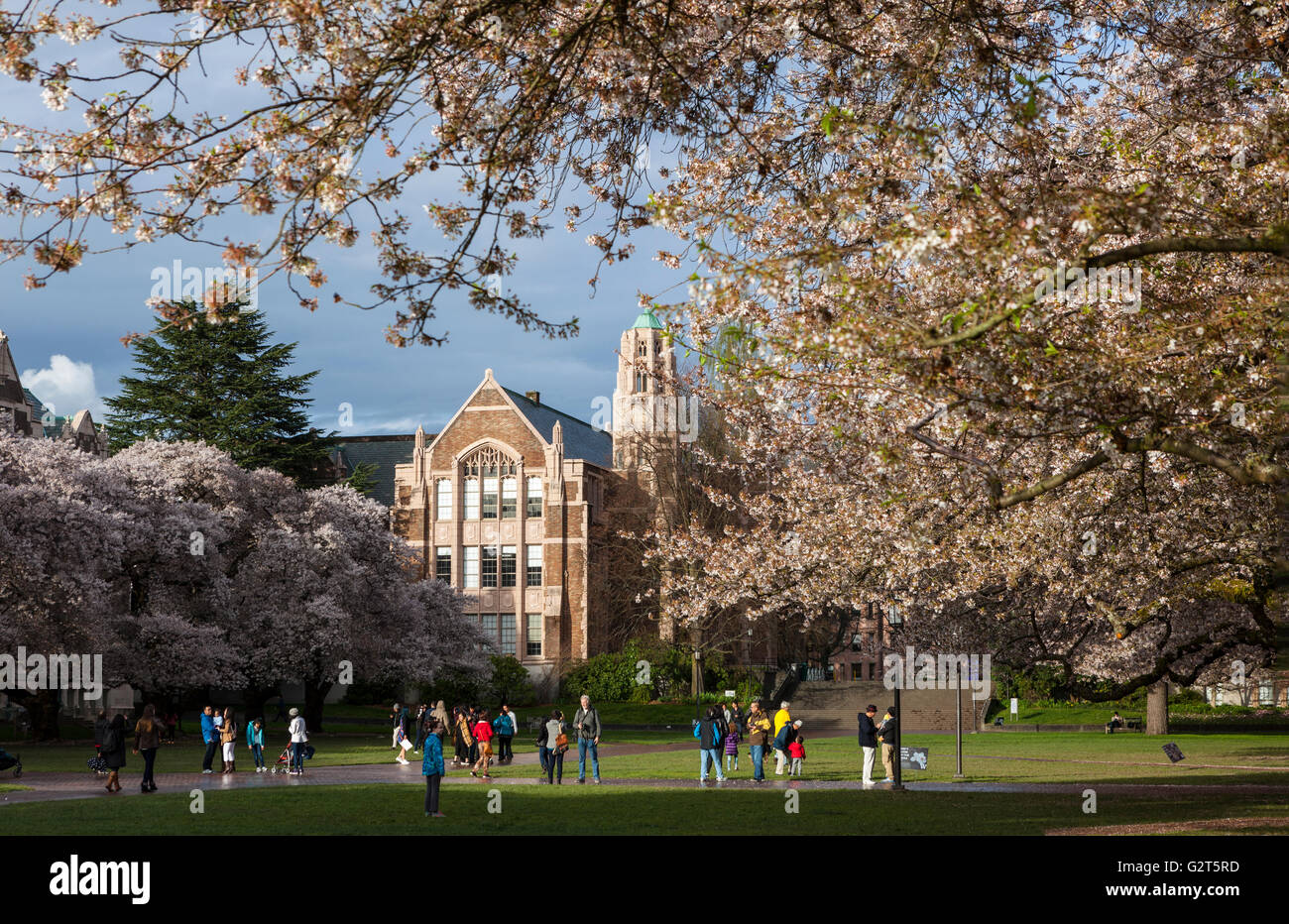 WA11680-00...WASHINGTON - Cherry trees in bloom at the University Of Washington in Seattle. Stock Photo