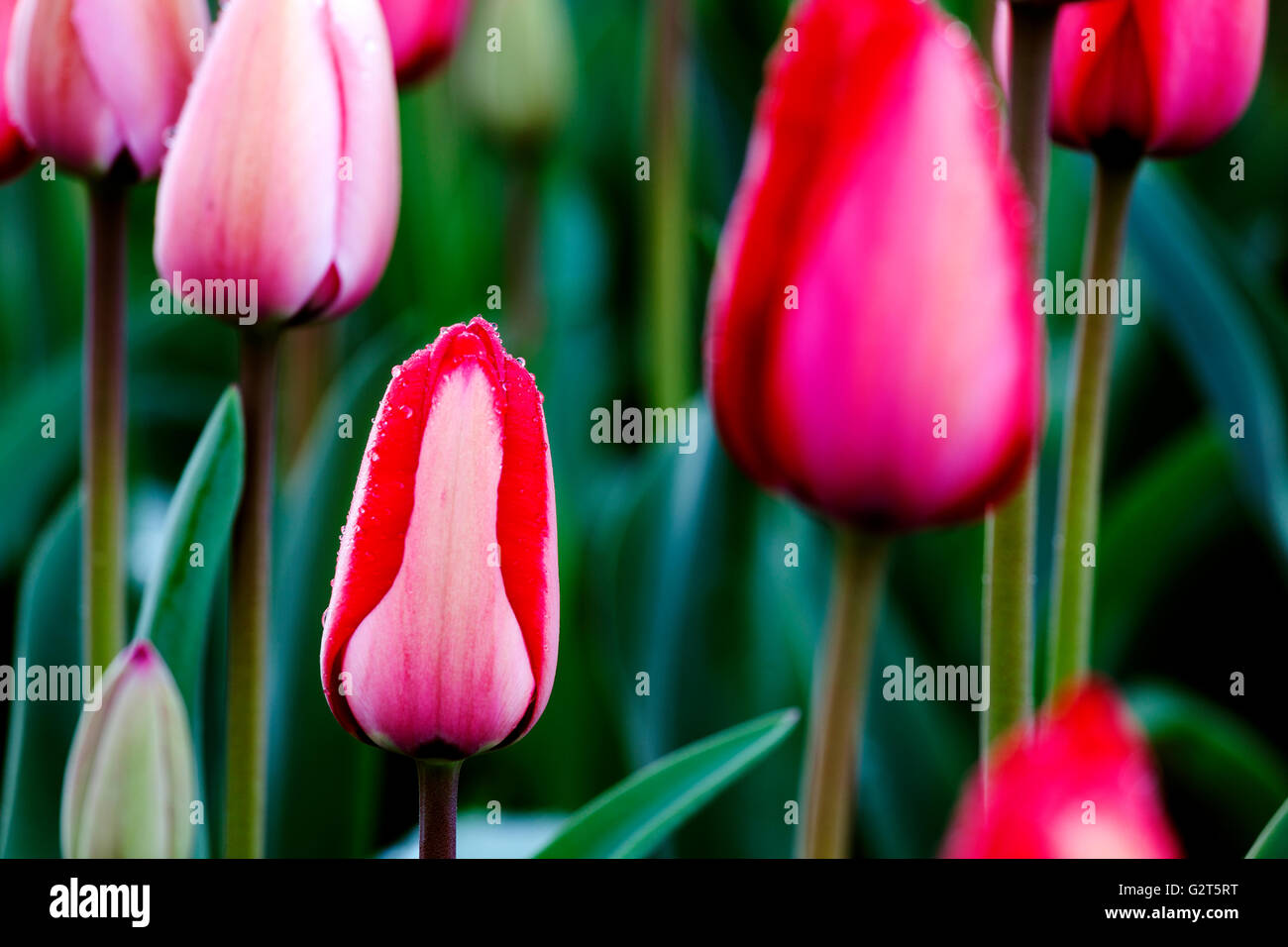 WA11693-00...WASHINGTON - Tulips at Roozen Garden near La Conner. Stock Photo