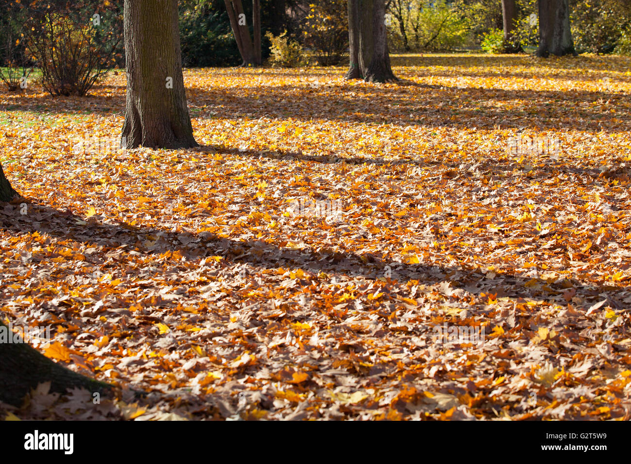 Golden autumn leaves Stock Photo - Alamy