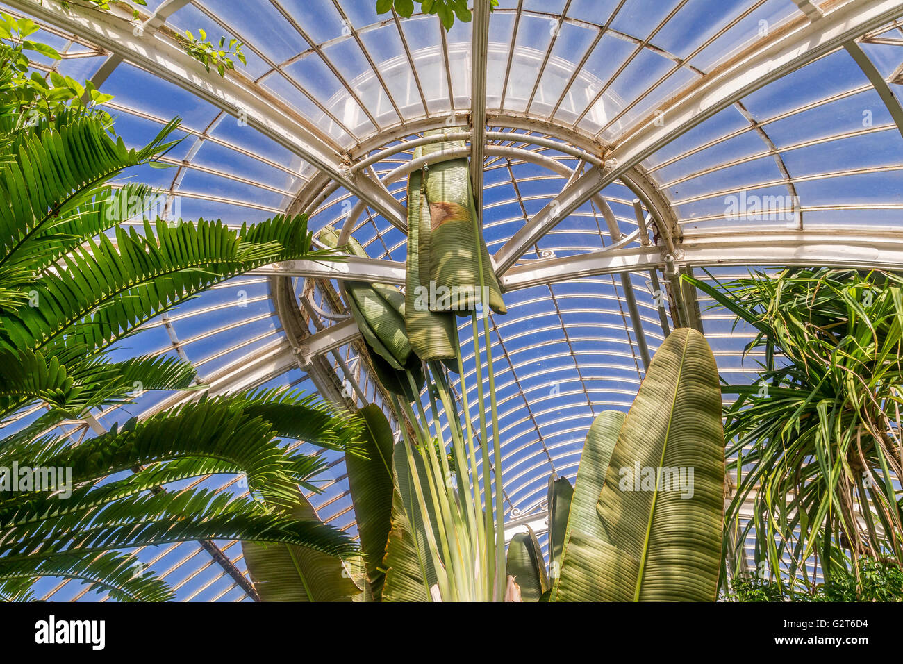 Ferns and other tropical plants touching the roof at The Palm House at Kew Botanic Gardens, Kew, UK Stock Photo