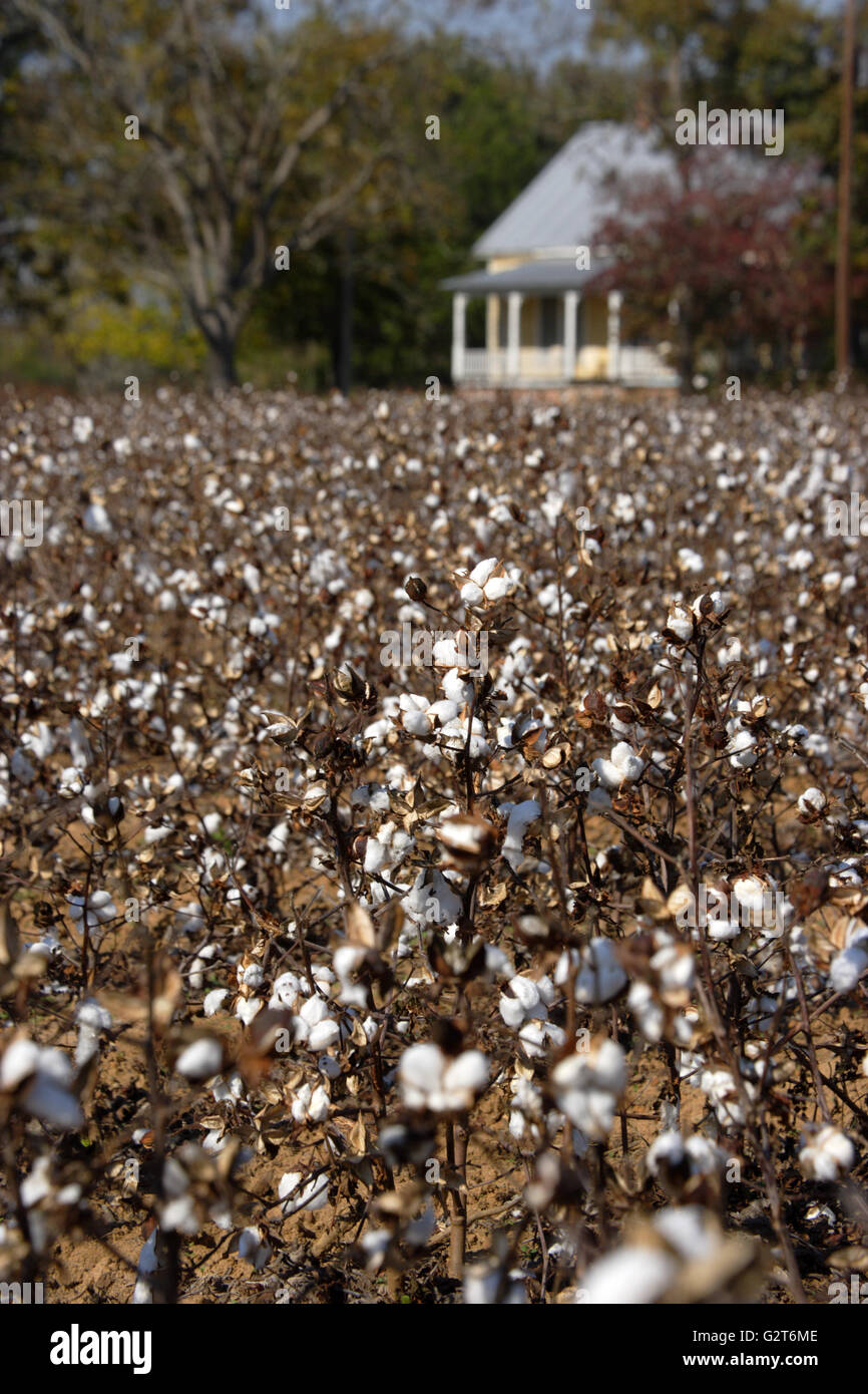 Cotton Plantation United States High Resolution Stock Photography and