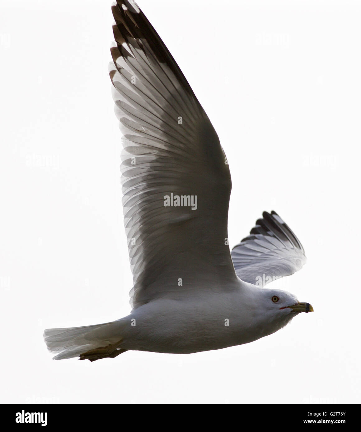 Beautiful isolated picture with the calm gull in flight high in the sky Stock Photo
