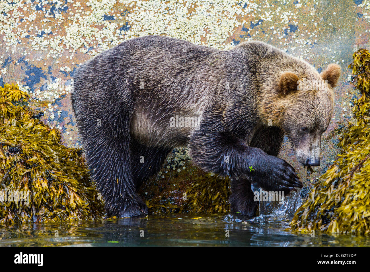 Grizzly bear foraging along low tide line, Knight Inlet, British Columbia Stock Photo