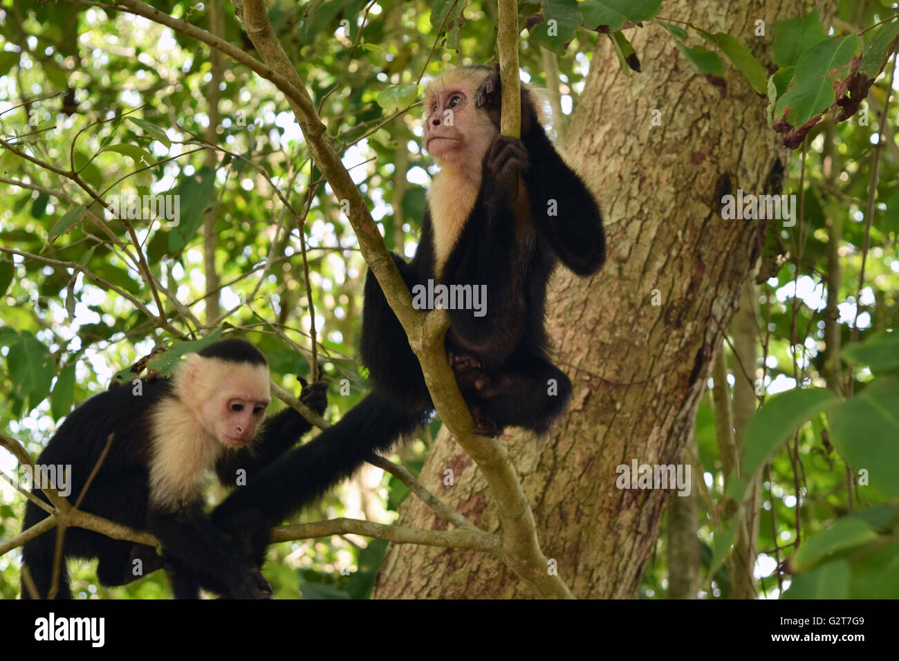 White-Faced Capuchins Stock Photo