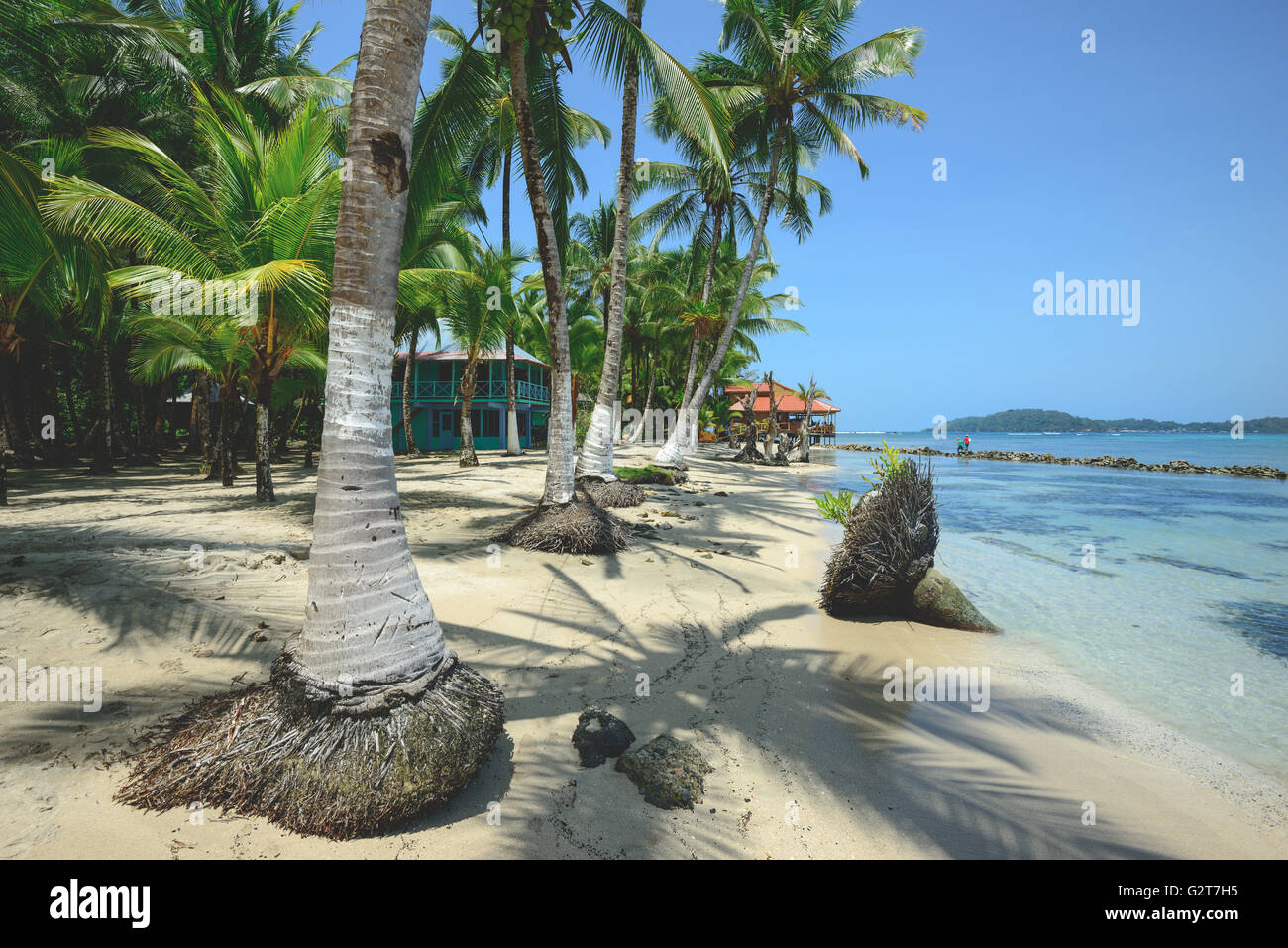 Palm trees on Carenero island in Bocas Del Toro, Panama Stock Photo - Alamy